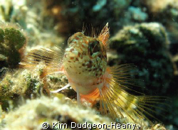 Saddled Blenny. Posing nicely.
Taken while free-diving i... by Kim Dudgeon-Heany 